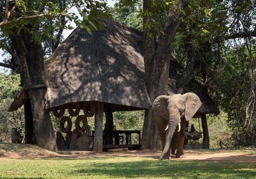 Robin Pope Safaris - Nkwali